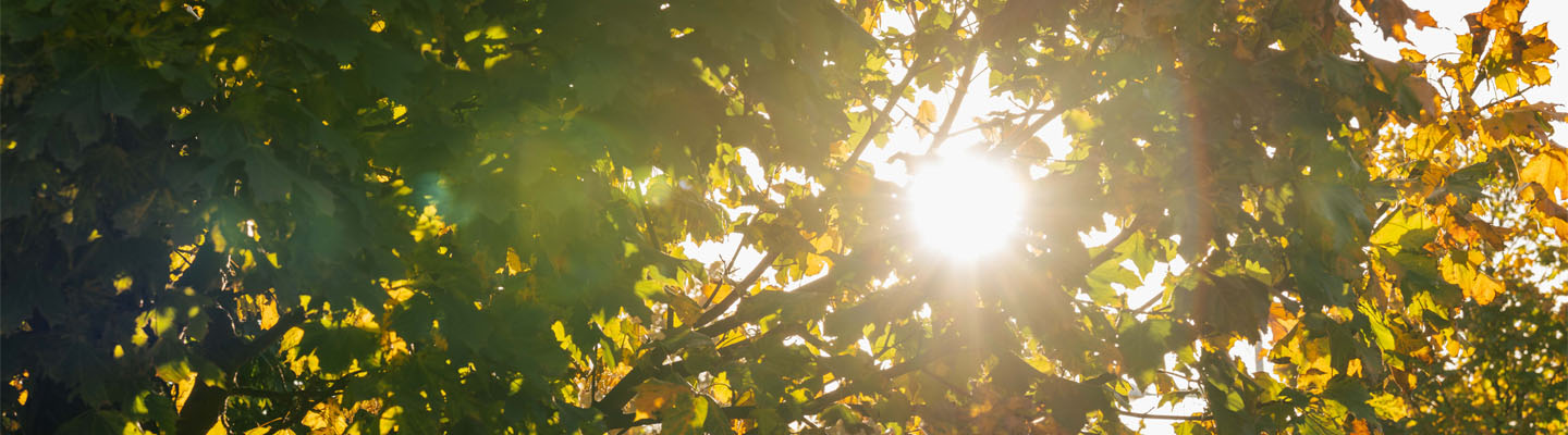 Bright sunshine beaming through tree canopy.