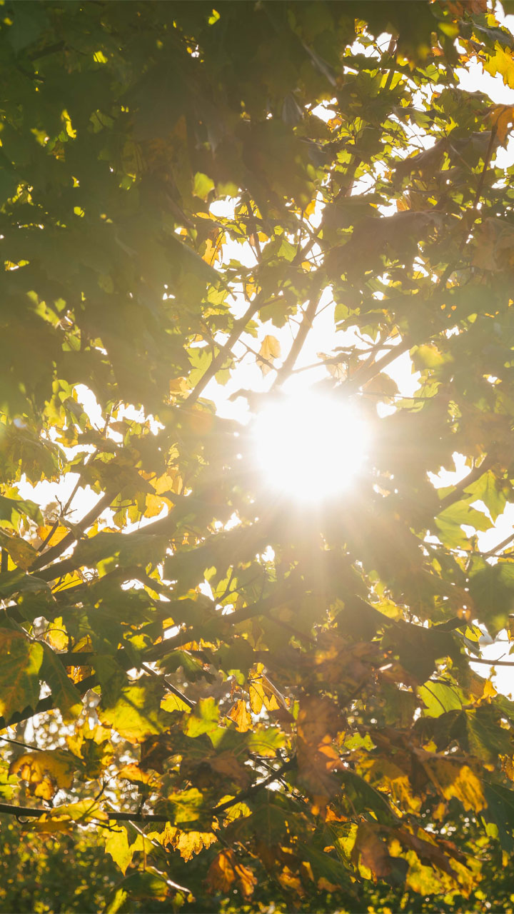 Bright sunshine beaming through tree canopy.